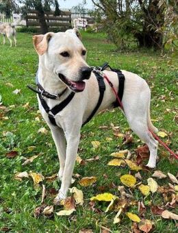 Mirko auf Pflegestelle in Thüringen - Bad Vilbel