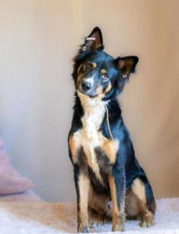 Rino - wunderschöner Rohdiamant - Berlin