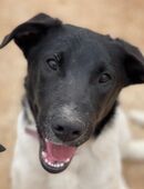 Couch gesucht für DOMINO in 69207