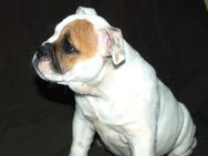 Englische Bulldogge alt. (Continental) - Schwabach