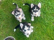 Siberian Husky welpen - Erfurt