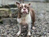 Bildschöne Boston Terrier Hündin abzugeben - Mindelheim