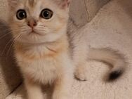Katzenfreunde gesucht für Britisch "Highländer" Kitten - Hiddenhausen