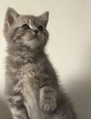 Britisches Kurzhaar in 38226