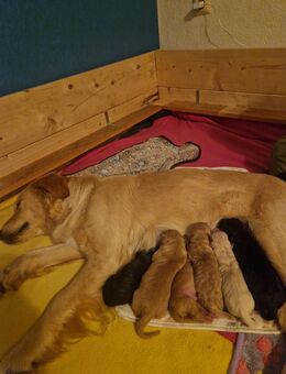Golden Retriver- Labrador-Welpen abzugeben - Löbau