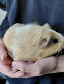 Junge Meerschweinchen abzugeben - Wendelstein