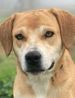 Cece, geb. ca. 12/2019, GRIECHENLAND - Euskirchen