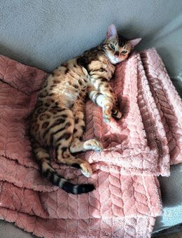 Bengal Kitten dürfen ausziehen - Mühlhausen (Thüringen) Zentrum