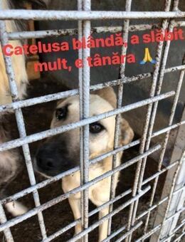 Amica - freundlich zurückhaltend - Dreikirchen