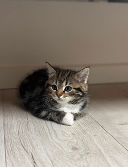 Britisch Kurzhaar - Köln