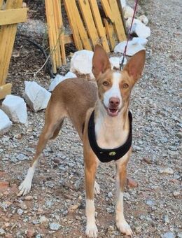 Wundervolle Sansa - Berlin