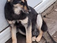 ❤️🐶 lieber Junghund Noks🐶❤️ - Eislingen (Fils)