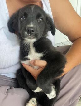 💛Neugieriger Welpe Bruno💛 - Eislingen (Fils)