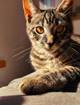 Junger Kater 4 Monate - Sankt Georgen (Schwarzwald)