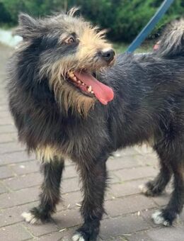 Raven, - Teddybär mit Hoffnung - Mönchengladbach