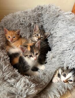 Babykatzen - Rottenburg (Laaber)