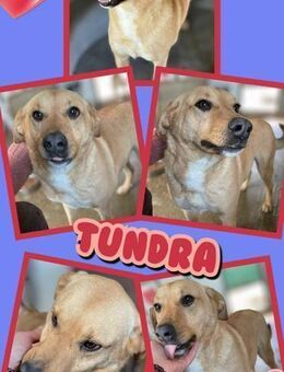 liebe Hündin Tundra sucht ein Zuhause - Nürnberg