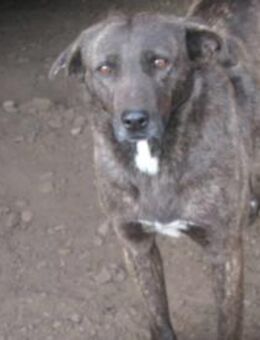 Ricco, der Gestromte leidet sehr 🐾 - Elsdorf (Nordrhein-Westfalen)