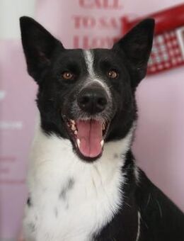 ❣️ Traumhund George ❣️ - Eislingen (Fils)