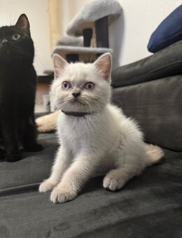 Wunderschöne blue Point bkh kitten abgabebereit - Aachen