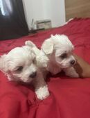 Bichon Malteser Mädchen sucht liebevolles Zuhause in 80997