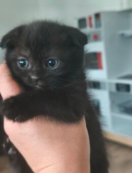 Zwei Kätzchen sucht neue Zuhause - Gudensberg