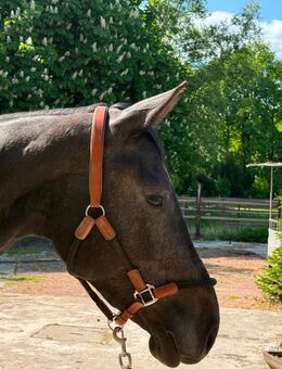 Springpferd mit Top-Abstammung: Hippi Hi-Ten - Isterberg