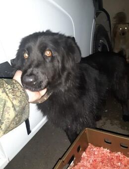 Jagoza - Mönchengladbach