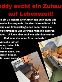 American Bully sucht Zuhause auf Lebenszeit! - Rostock Jürgeshof