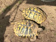 2 griechische Landschildkröten (Weibchen, eierlegend, THB) abzugeben - Arnsberg