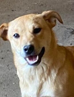 AIDA - im Karton ausgesetzt - Seggebruch