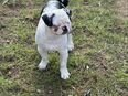 Retro Mops welpen in 24885