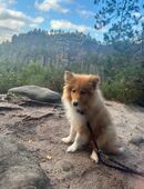 Collie Hündin 20 Wochen alt in 06217