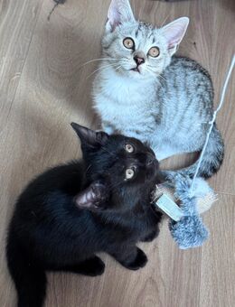 Süße kitten - Berlin Marzahn-Hellersdorf