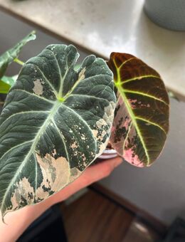 Alocasia Black velvet pink Rhizome - Dresden