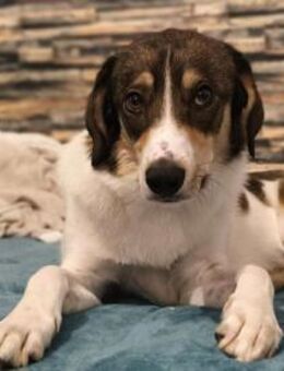 Adam - mit einem Herz aus Gold - Löwenberger Land