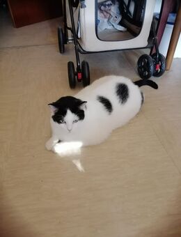 Zwei Katzen suchen dringend ein neues Zuhause - Dortmund Nordstadt