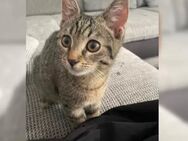 Liebevoller Milo sucht dringend ein neues Zuhause - Mayen Zentrum