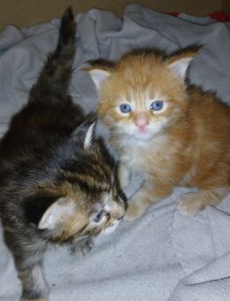 Xxl maine coon kitten reinrassig - Bad Kissingen