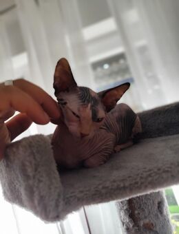 Sphynx waibchen Baby kitten - Fellbach Zentrum