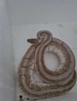 2 wunderschöne Königspythons - Witten