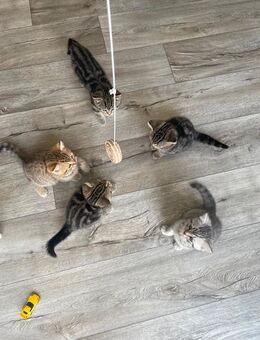 BKH Kitten, Tabby, Babykatzen, Brakel - Brakel