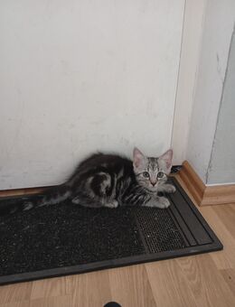 Biete 1 Katzenbaby - München