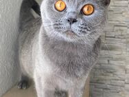 BKH Kitten - Ulmen Ulmen