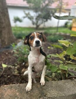 Yuna - kleine 3-Beinige Heldin - Schlitz