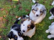 4 Süße Aussie/Collie Welpen - Lage (Niedersachsen)