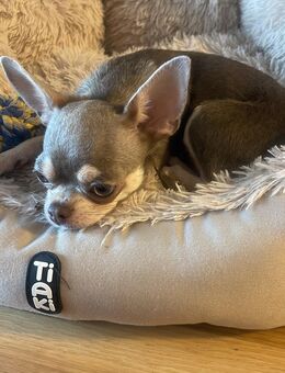 Chihuahua Lilac Hündin - Hanau (Brüder-Grimm-Stadt) Wolfgang