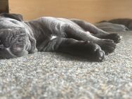 Cane Corso Welpen - München