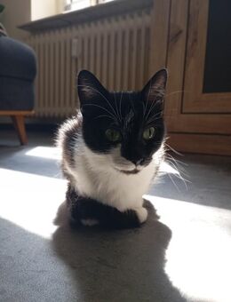 Mitzie sucht ein liebevolles Zuhause, mit Kindern. - Oberhausen