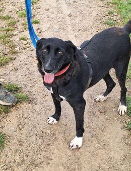Tolle Runa wartet nahe Köln! - Weiterstadt